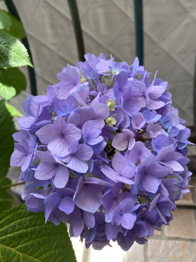 无尽夏绣球养护，无尽夏绣球种植方法（养无尽夏注意5要点）