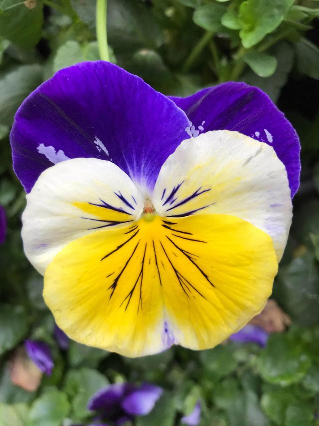 鲜花的花语和花的数目的寓意，鲜花数量的寓意（100种迷人的“数字花”）