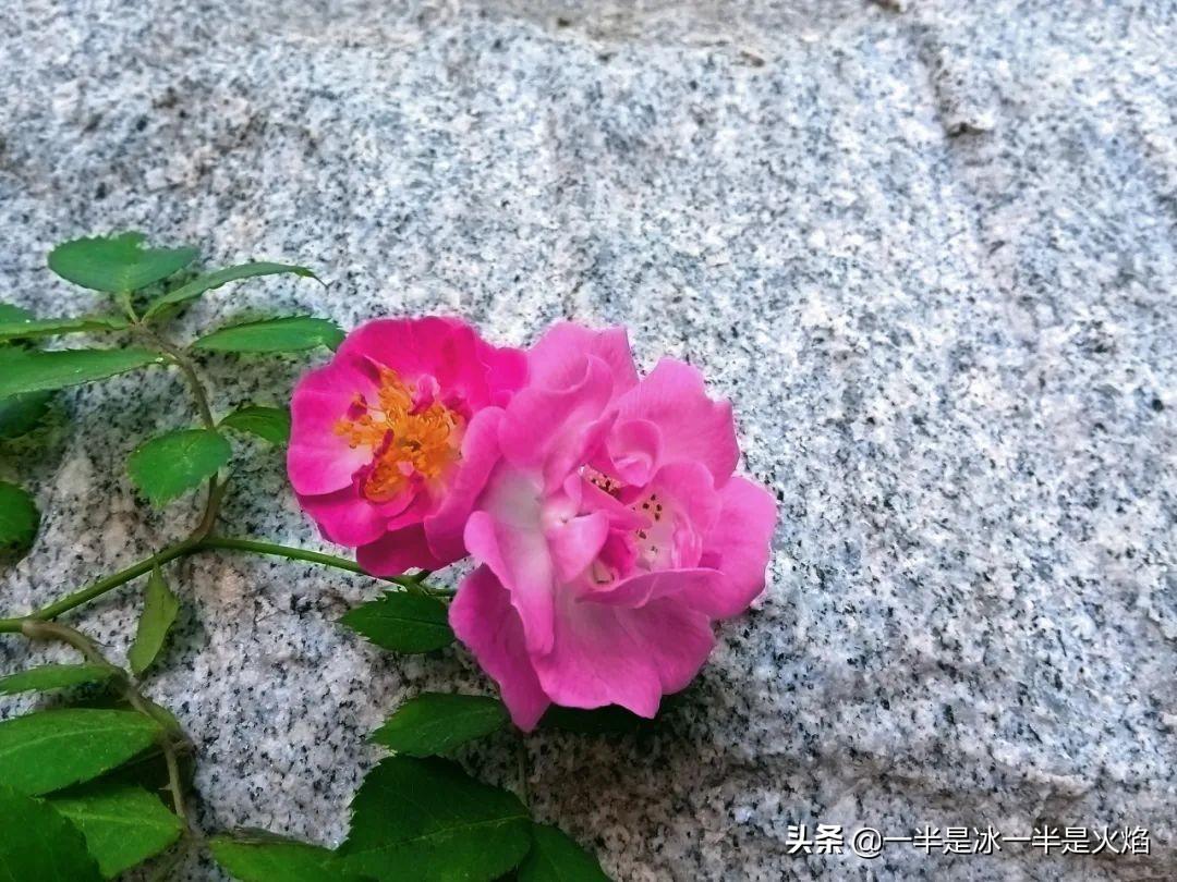 蔷薇花语，蔷薇花语是什么意思 寓意（随笔：蔷薇花开艳流年）