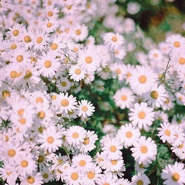 花束背景圖,花束圖片大全大圖(浪漫治癒系鮮花背景圖)