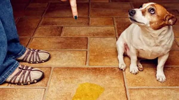 别说你爱我网名，别说你爱我微信昵称（狗狗对你有这些行为）