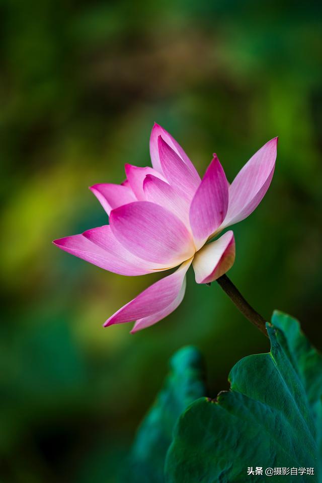 荷花拍照10个技巧，帮你把荷花拍得不一般