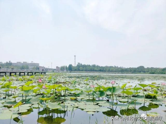 衡水属于哪个省哪个市，衡水市是哪个省（衡水有什么）