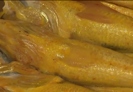 卖金鱼好赚吗，金鱼生意怎么样（别人不支持他偏要瞎折腾）