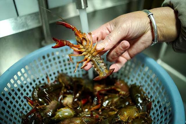 孕妇可以吃小龙虾吗，孕妇可以吃虾吗（孕妇能不能吃小龙虾）