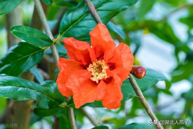 春天的花有哪些，春天21种可以食用的鲜花（一年四季都盛开的花是什么花）