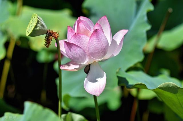 花开了怎么发朋友圈，花开了适合发朋友圈的经典短句（《次第花开》喜欢的句子 一）