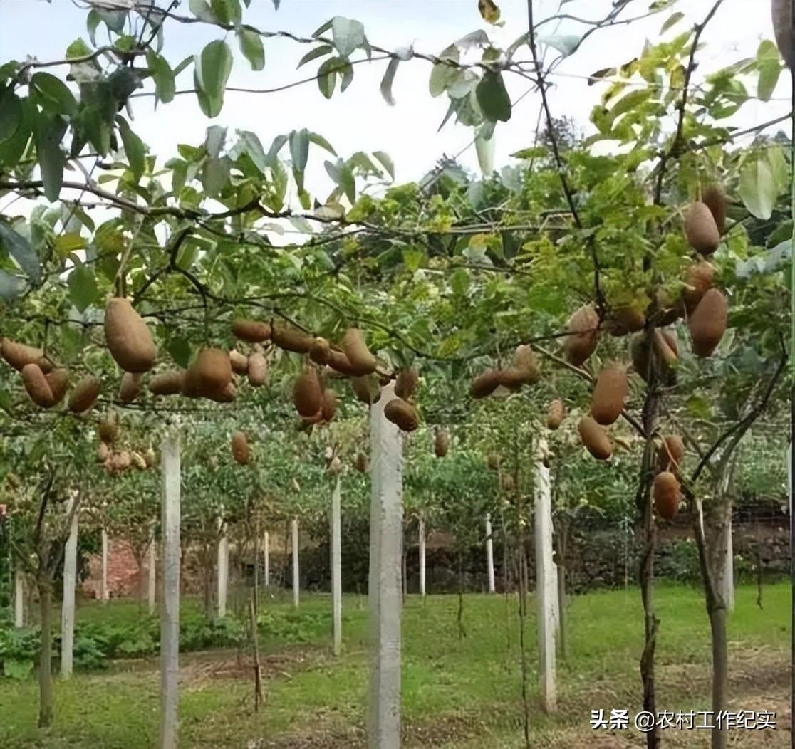 农村种植好项目（农村种植致富的3大项目解析）