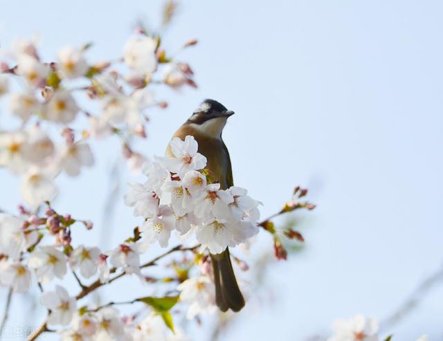 白头翁雏鸟，白头翁雏鸟压口（它一直在呼喊着那个追风少年）