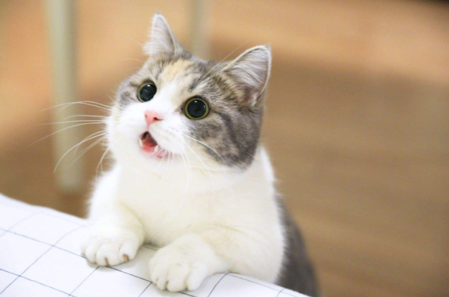 猫的记忆有多久，小猫几个月有记忆（20个养猫冷知识）