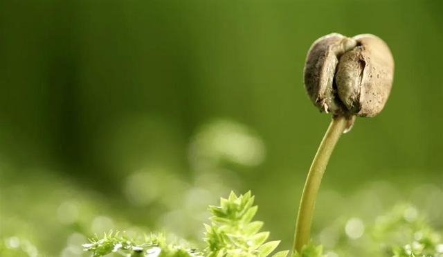 種子發芽過程圖片,種子發芽六個過程( 帶來希望的頭像>)