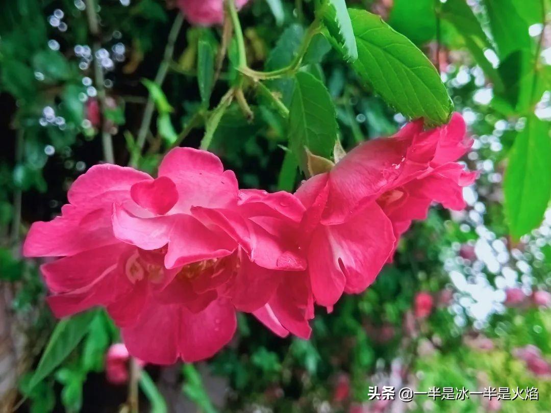 蔷薇花语，蔷薇花语是什么意思 寓意（随笔：蔷薇花开艳流年）