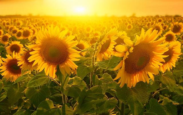 花，花好月圆人长久（72种鲜花欣赏图片）