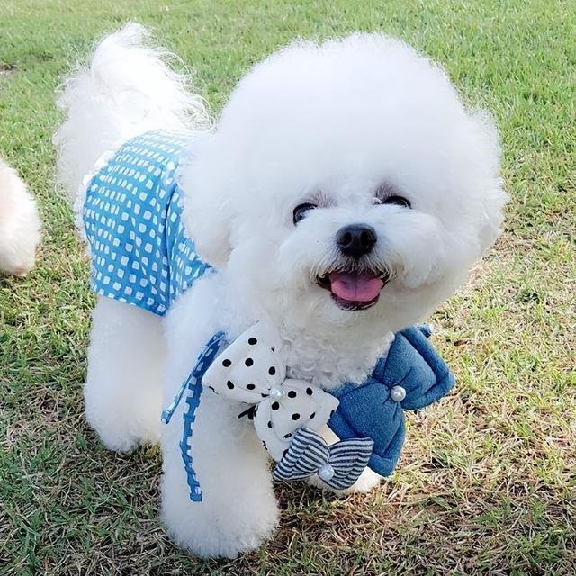 哪种博美犬最好养，很适合懒人养哦