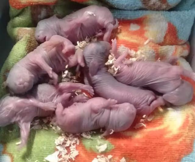 兔子怎么养它会和你熟，兔子养久了会认识主人吗（快冻死的小兔子如何抢救）