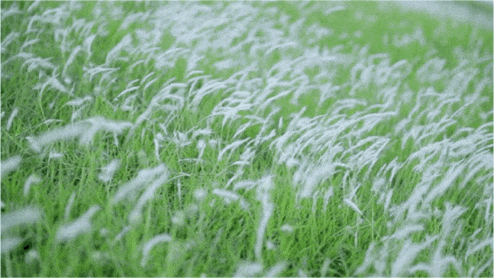 深圳一日游免费必去的地方，深圳最适合一日游的15个免费景点（深圳10个小众打卡地）