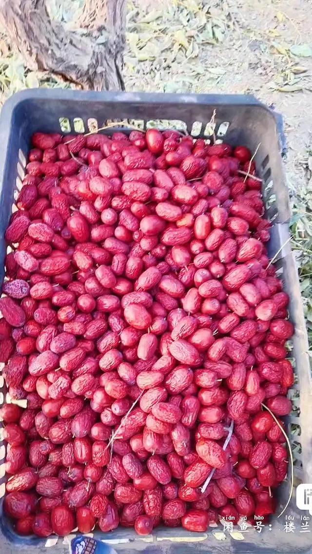 若羌红枣的功效与作用，若羌枣和和田枣哪个好（新疆若羌红枣）