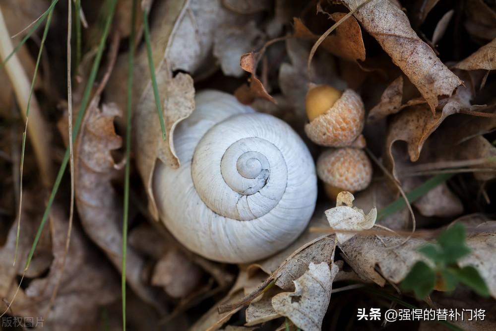 蜗牛冬眠的样子图片