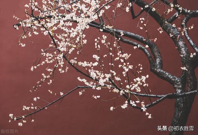 冬日暖阳的诗句，冬日阳光惬意的诗句（冬数九之三九梅花诗词五首）