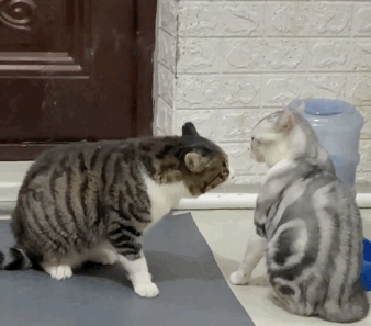 三种适合家养的猫，这四种猫“体味”轻