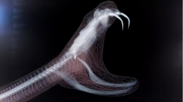 梦见蛇缠脚是什么意思，女人做梦梦到蛇缠脚是什么意思（男子睡梦中被银环蛇缠脚）