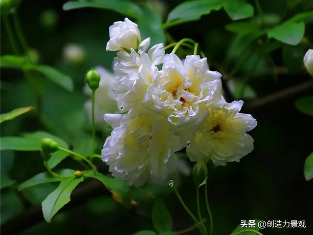 木香花是什么，木香花是什么样子的（美色不逊月季的爬藤植物——木香花）