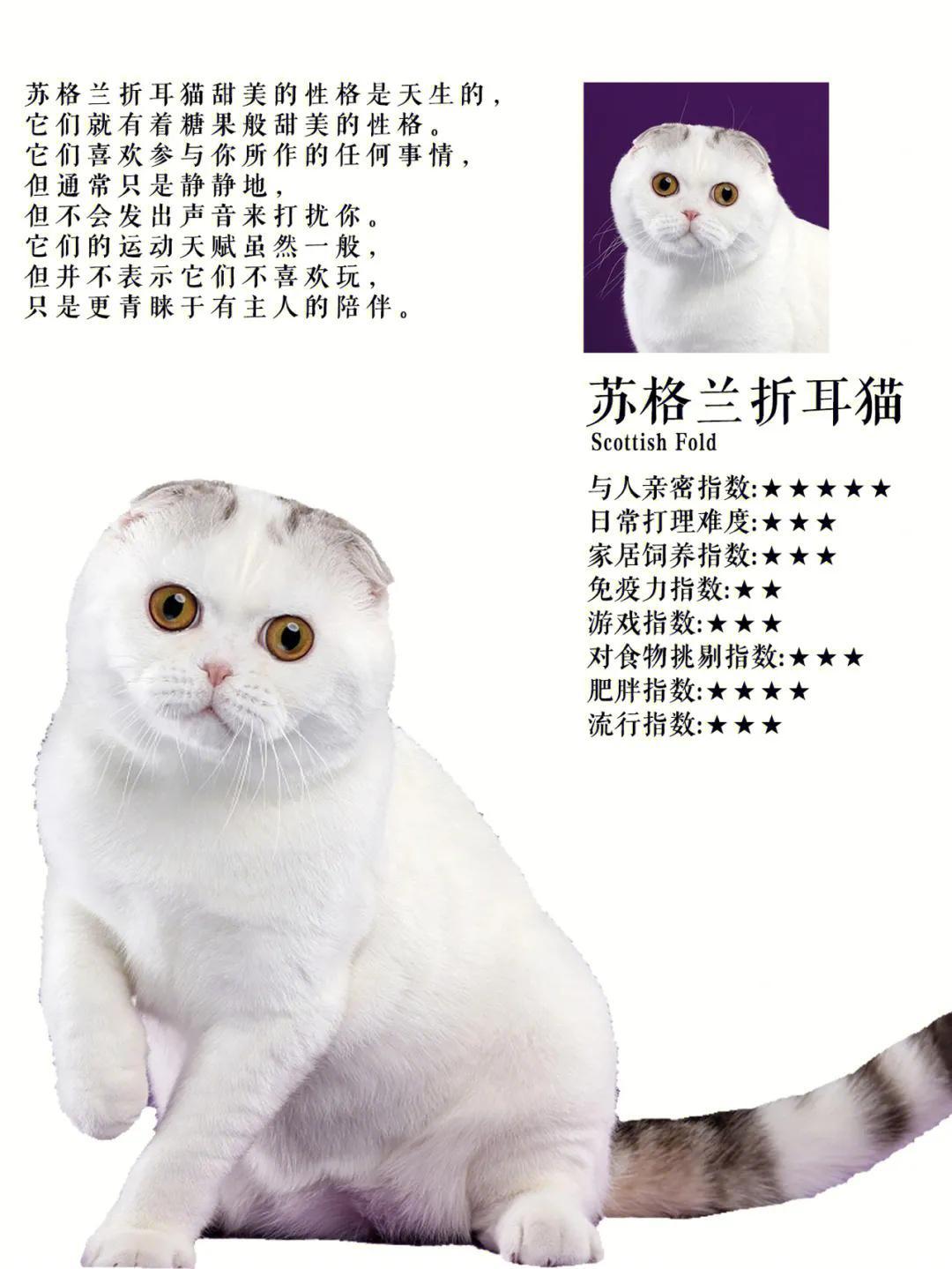 异国短毛猫多少钱 短毛猫价格多少钱一只