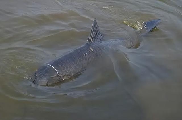 青鱼是什么鱼，四大家鱼中的青鱼是什么鱼（为何会被称为“索命鱼”）