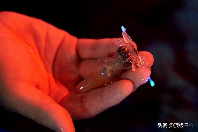 春子怎么烧，葱油蛏子正宗做法（春季日本不可错过的五大时令鱼鲜美味）