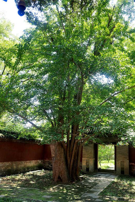 北京香山公园里面都有哪些寺庙，香山公园里面的寺庙（碧云寺金刚宝座塔）