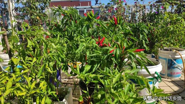 阳台上种花种菜非常实用，阳台、泡沫箱、花盆最适合种植这些蔬菜