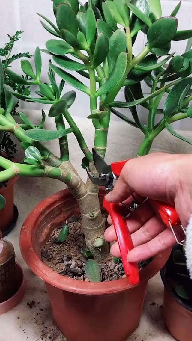 玉树几年才开花，玉树开花吗（5个窍门养成老树）