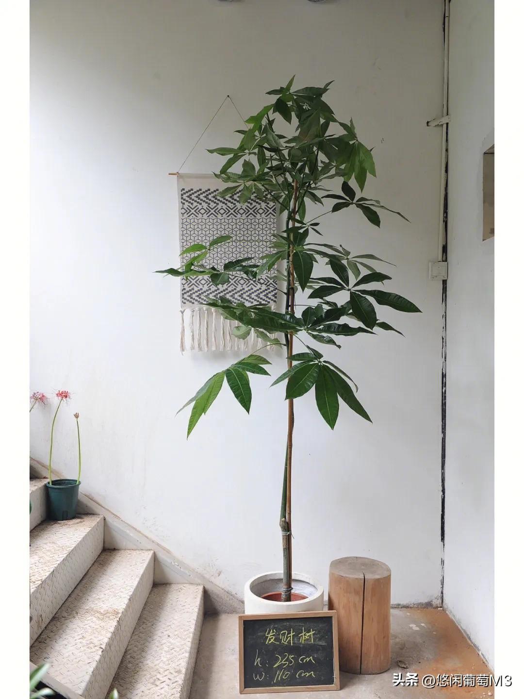 植物的作文100字（關于植物100字的作文）