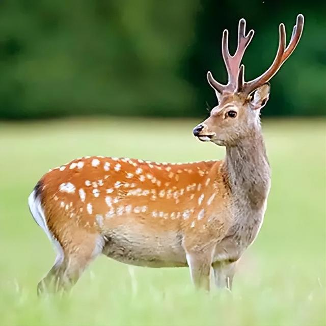 鹿肉（鹿肉性味归经，为何市面上那么少见（鹿肉的功用）