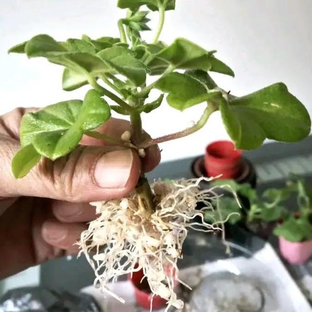 如何折花，如何折花朵简单方法（冬天不花一分钱养花）