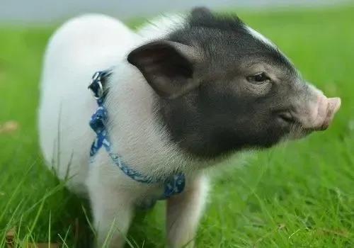 宠物兔的种类，十大新晋新奇萌宠，您了解多少（宠物兔的种类有哪些）