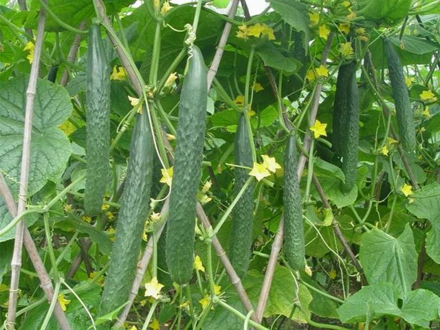 青菜大全种类，青菜种类大全图片名称（菜园快种上6样青菜）