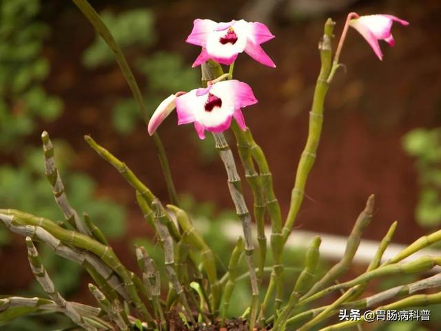 曼陀罗花的图片，曼陀罗花是什么（301味中药材的原植物彩色图谱）
