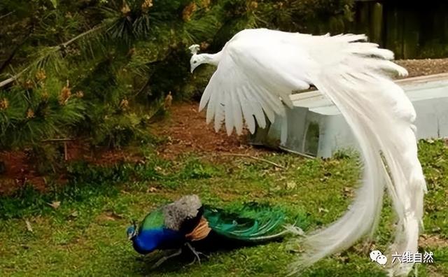 孔雀会飞吗，孔雀会飞吗是鸟类的吗（​印度一只孔雀跌下18米的深井）