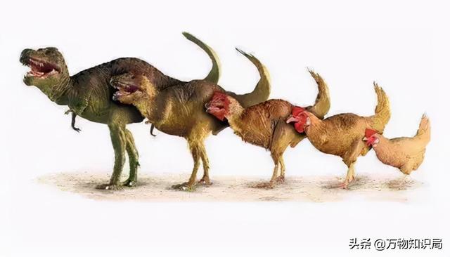 科学家用鸡的基因复活恐龙，鸡中霸王 鬼谷