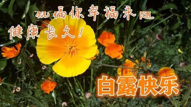 今日白露的问候，白露节气早安问候祝福语短信