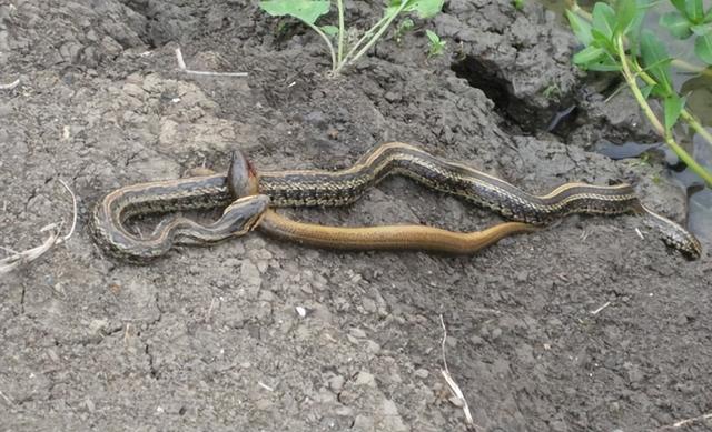 蛇最怕什么动物，蛇最怕什么动物而且是在田野里的（“蛇吃黄鳝—找死”）