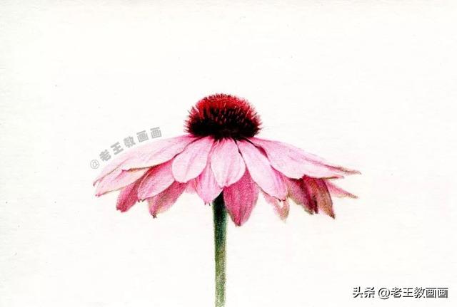 怎样简笔画菊花，怎样简笔画菊花图片（学画画那么久，你会画菊花吗）