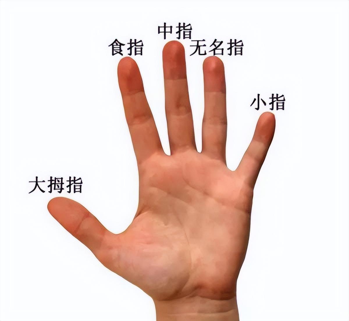 无名指是哪个手指（五个手指的名称图片）
