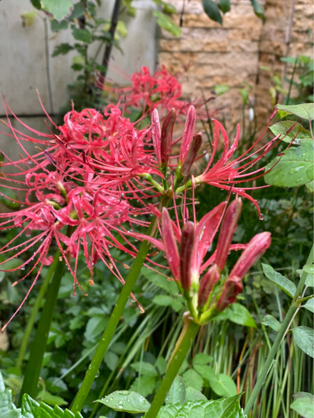 十大不吉利的花，家里最旺财的十种花（五种花“不吉利”）