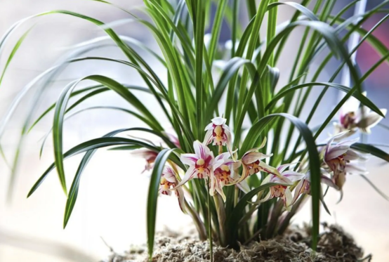 春天开的常见的花，春天的花有哪些（春天的花有哪些 名字）