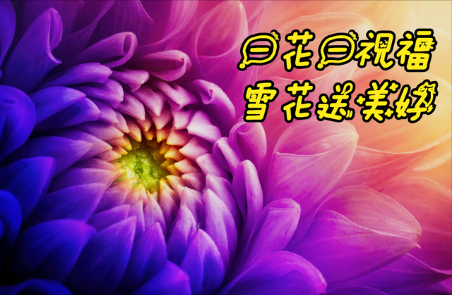 鲜花朋友圈配什么文字，朋友圈晒鲜花配什么文字（愿您寒冬温暖纯良不舍爱）