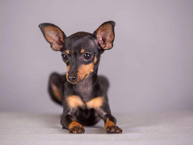 正宗小鹿犬图片,小鹿犬图片大全大图(为什么"小鹿犬"