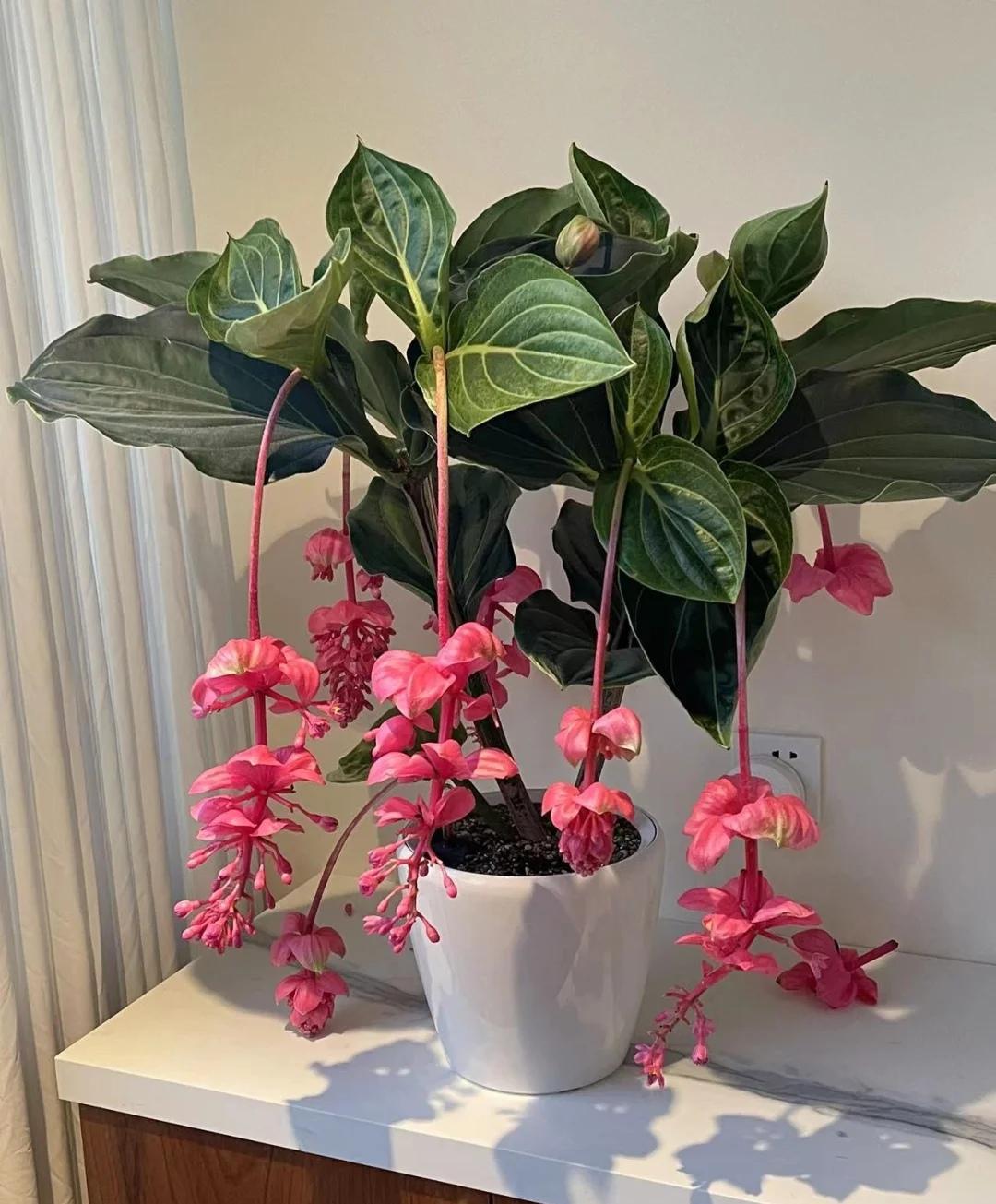 宝莲灯花的养法(宝莲灯花盆栽图片)-柯彬网