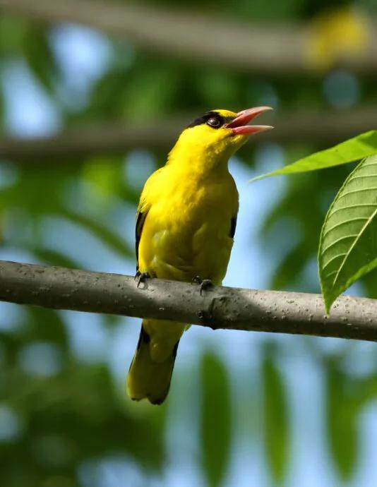 各种黄鹂鸟的各种叫声，大自然的小小精灵——黄鹂鸟